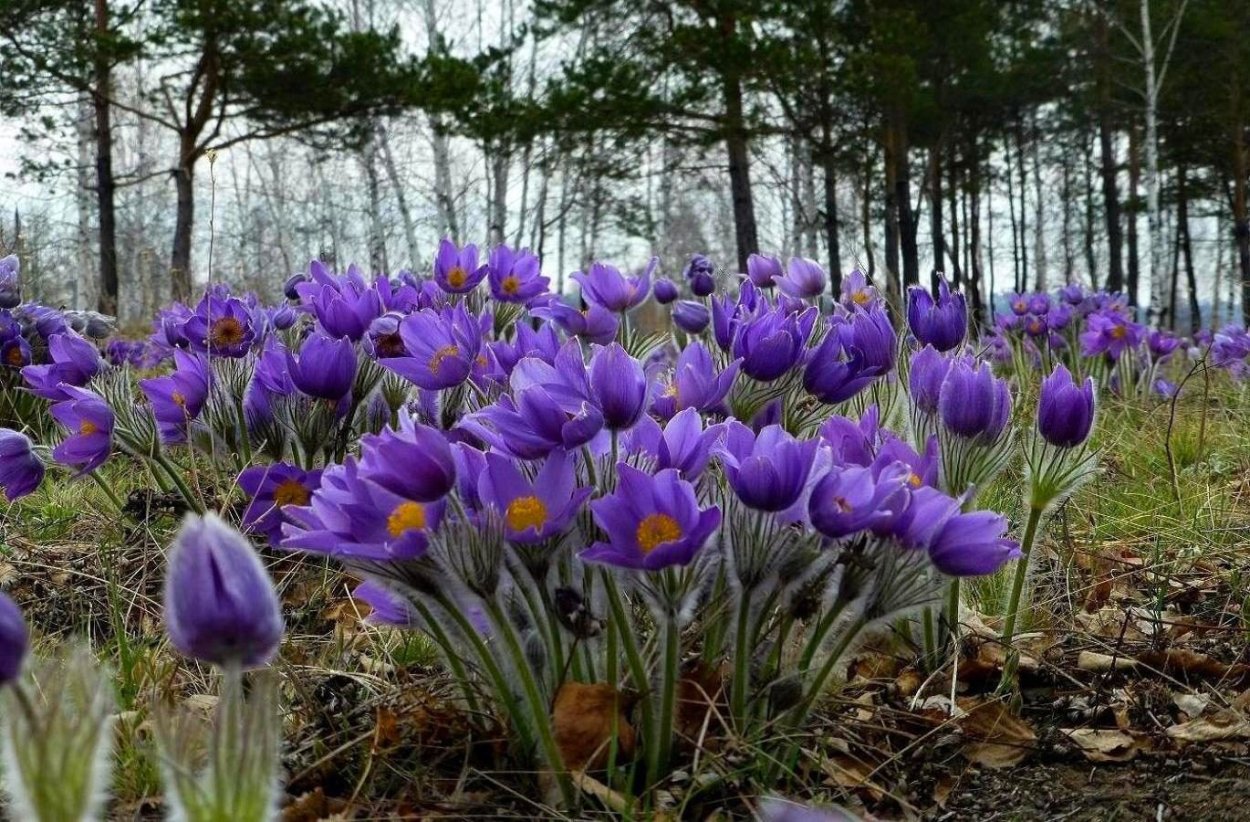 Забайкальские подснежники ургульки