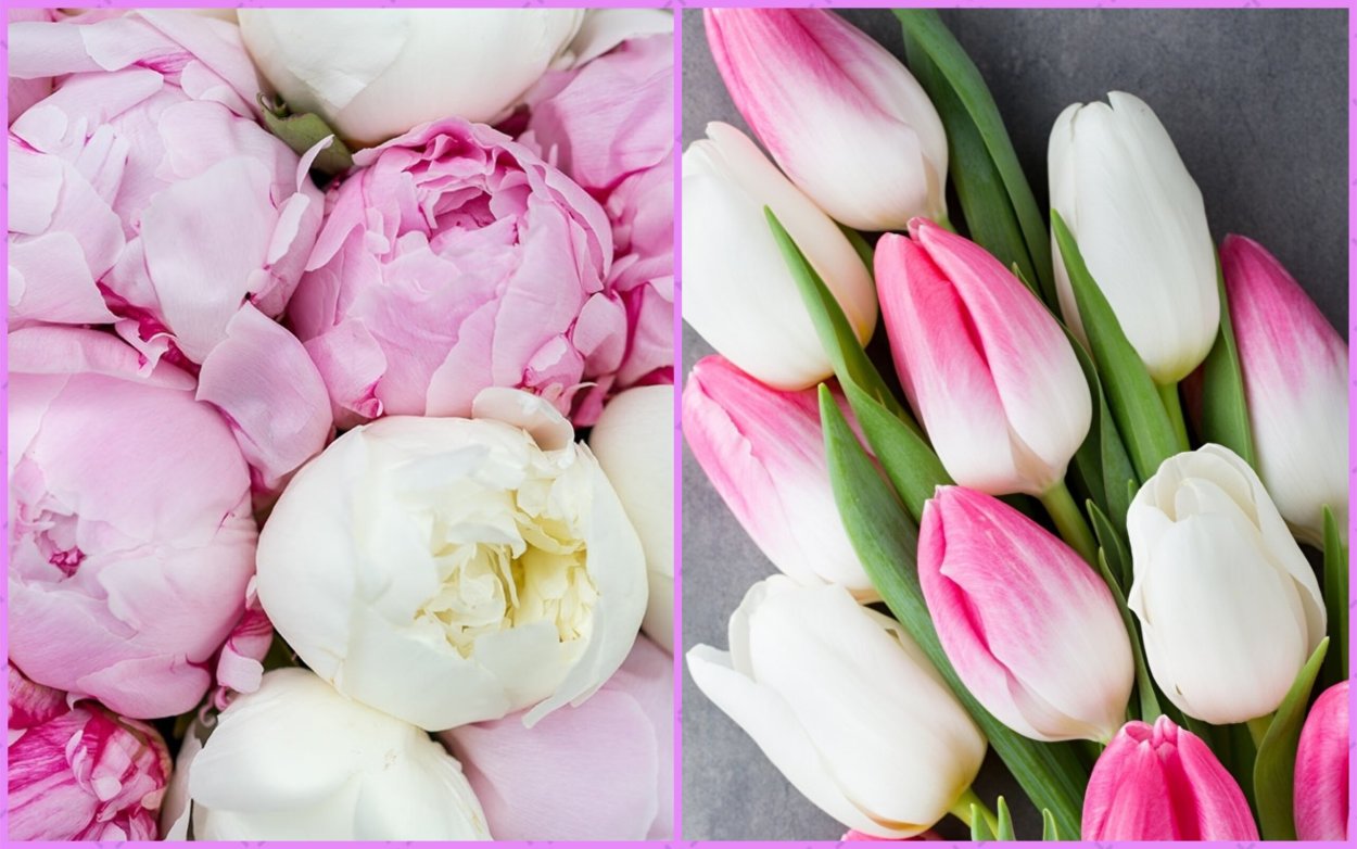 Тюльпаны пионы пионовидные