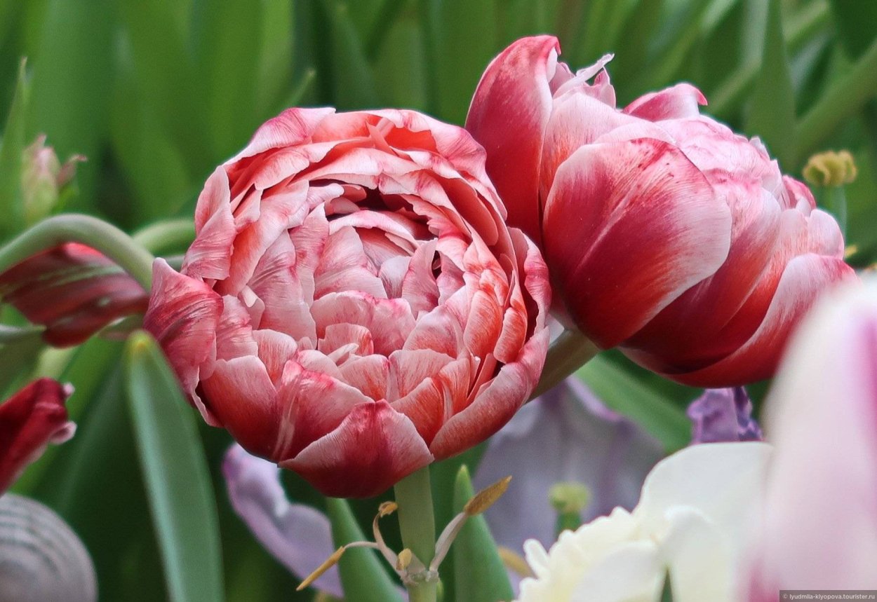 Тюльпан Фринджет Блэк