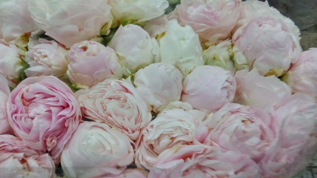 Тюльпан махровый Хоризон