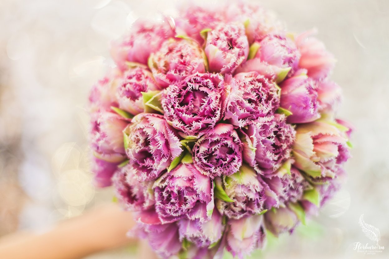 Пионовидный тюльпан