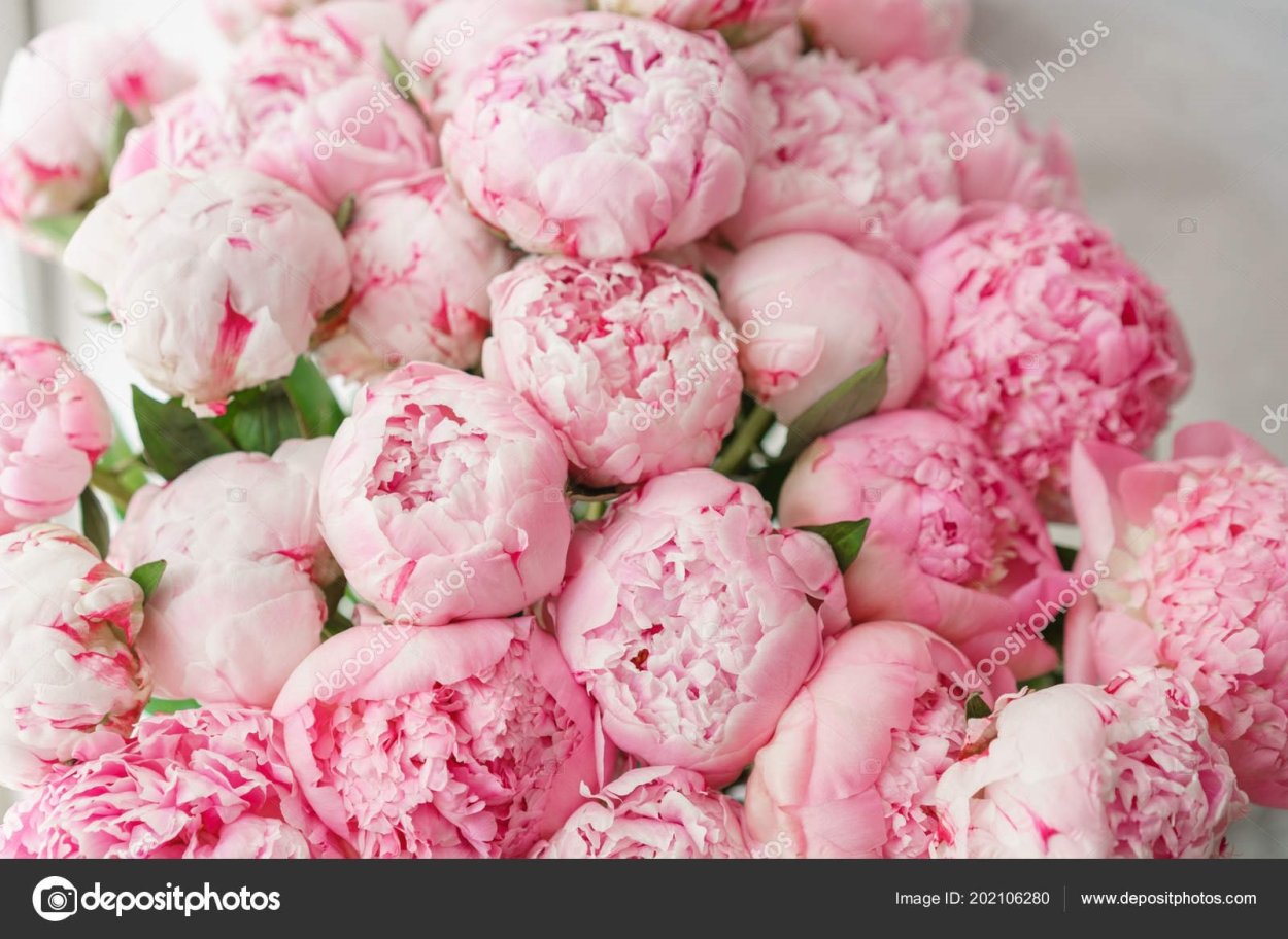 Пионовидная роза Пиони Пинк