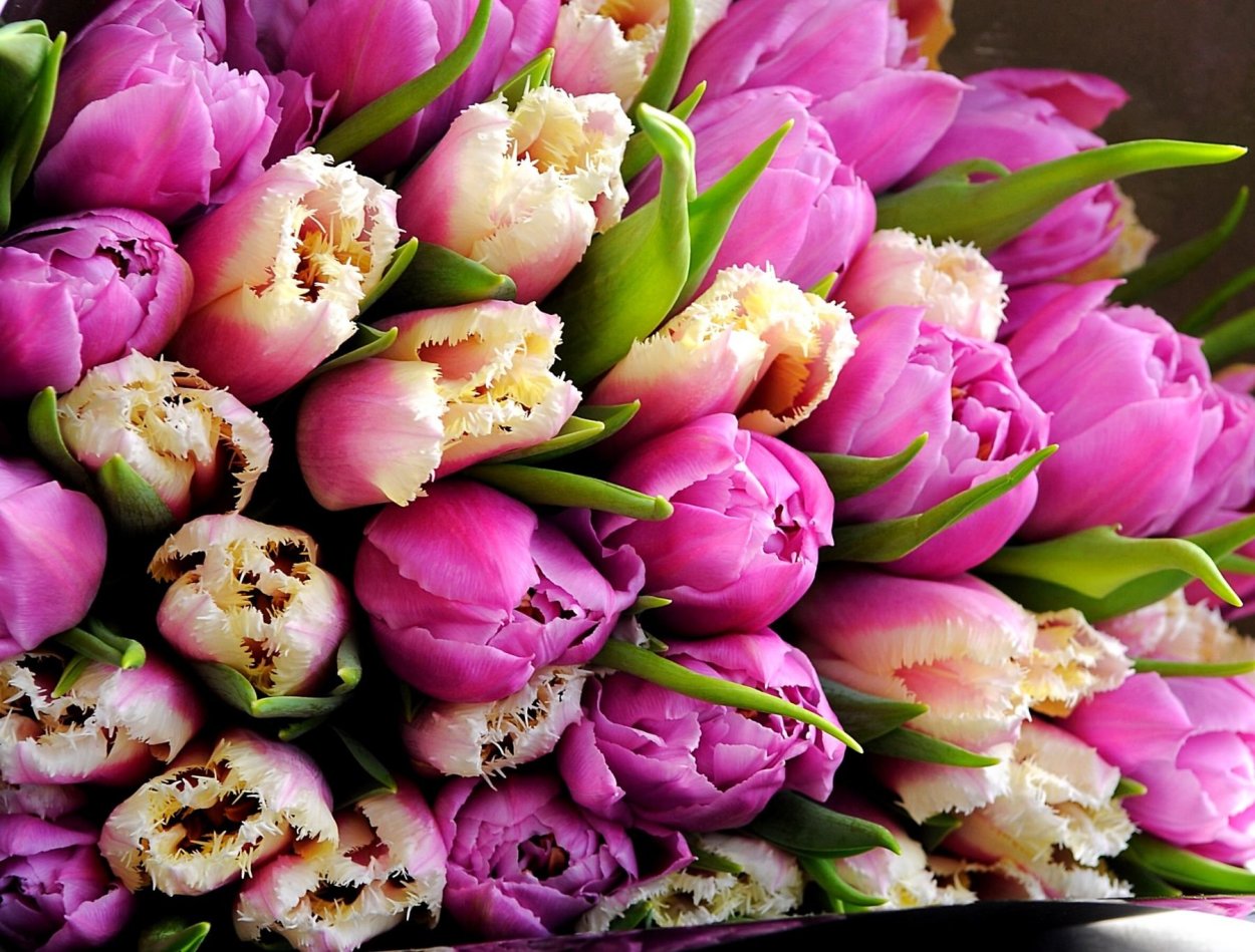 Пионовидный тюльпан Айкон