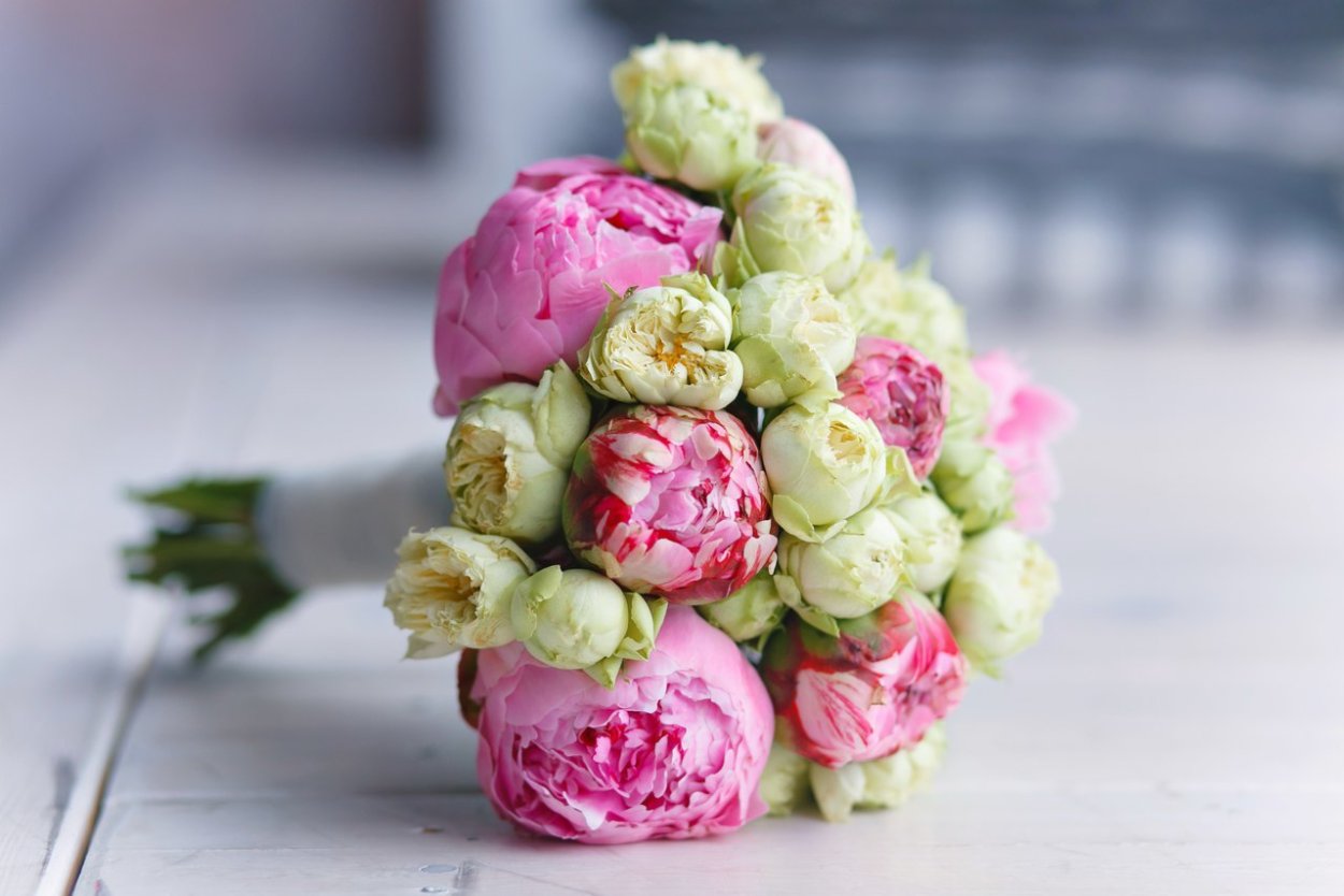 Тюльпаны пионы пионовидные