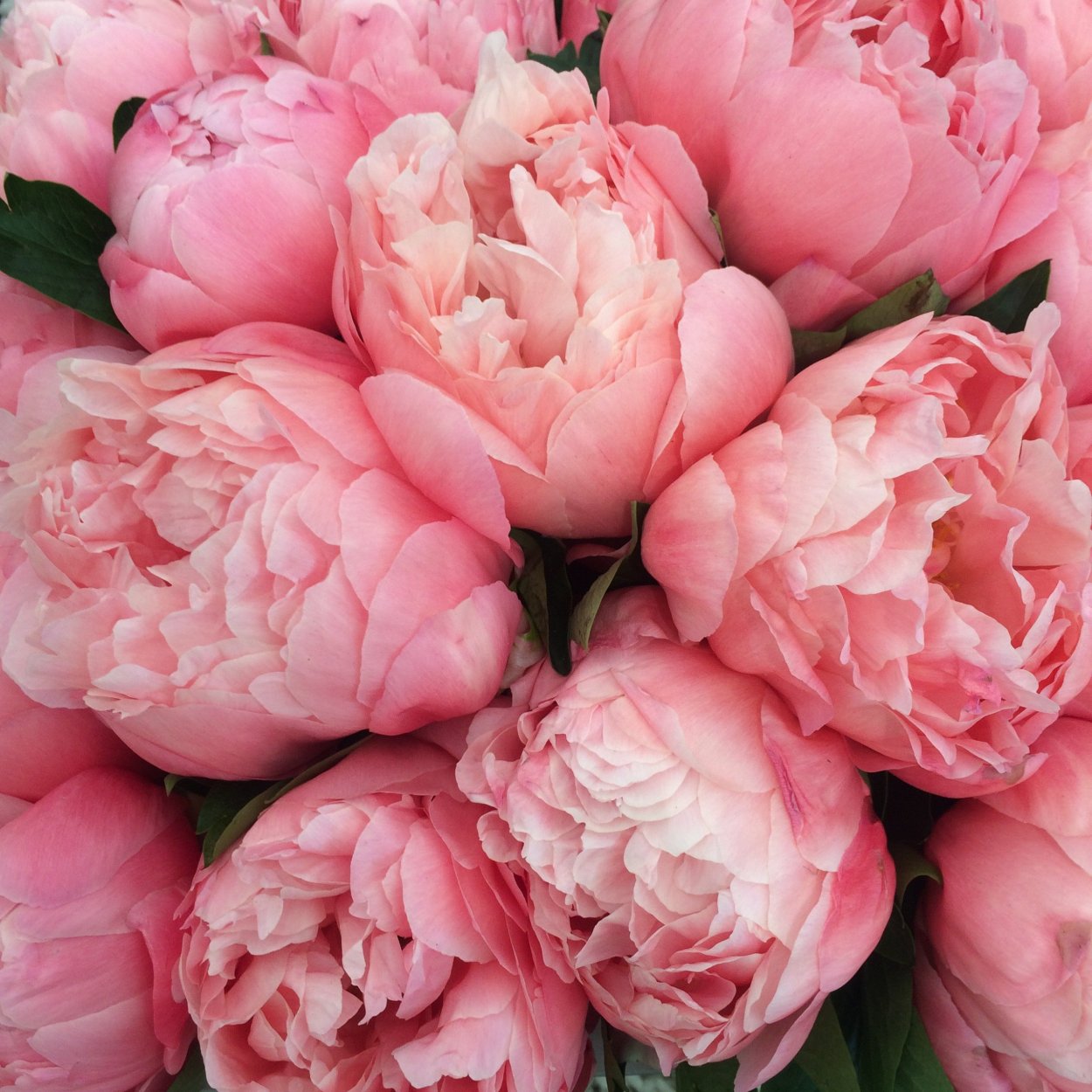 Пионовидные розы и тюльпаны