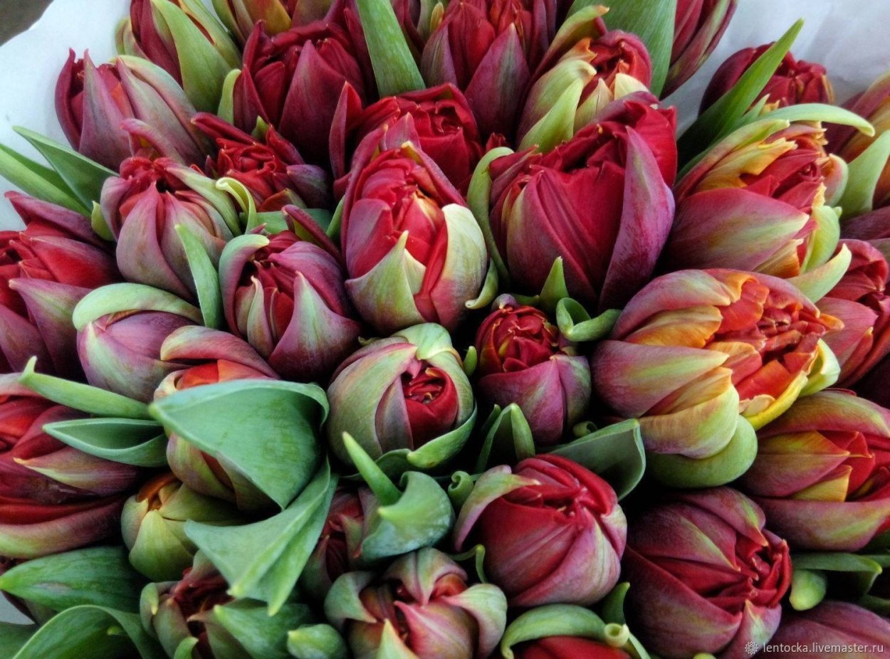 Букет пионов с днем рождения