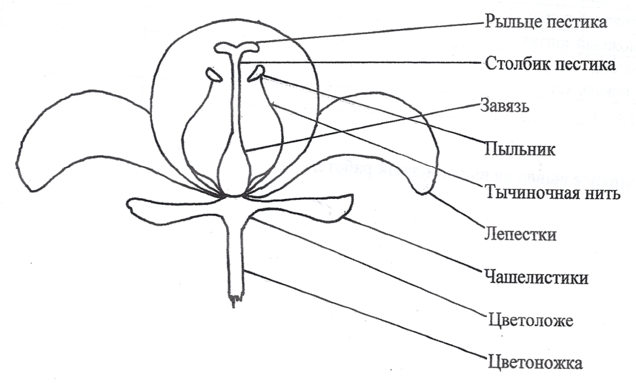 На рисунке изображена схема строение цветка. Чашелистики пестик тычинки венчик. Чашелистик и околоцветник. Части цветка схема биология 6 класс.