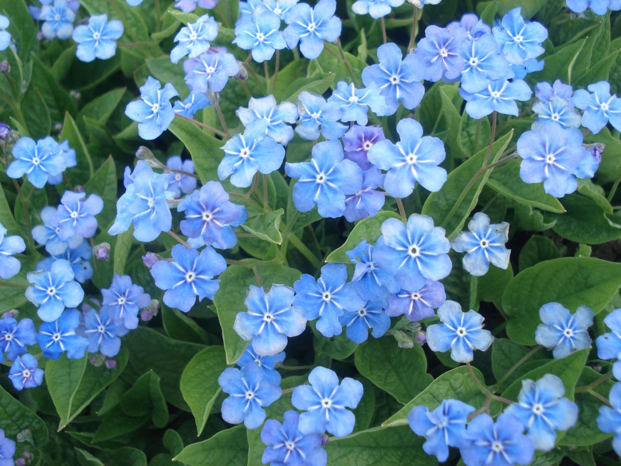 Пупочник Незабудка