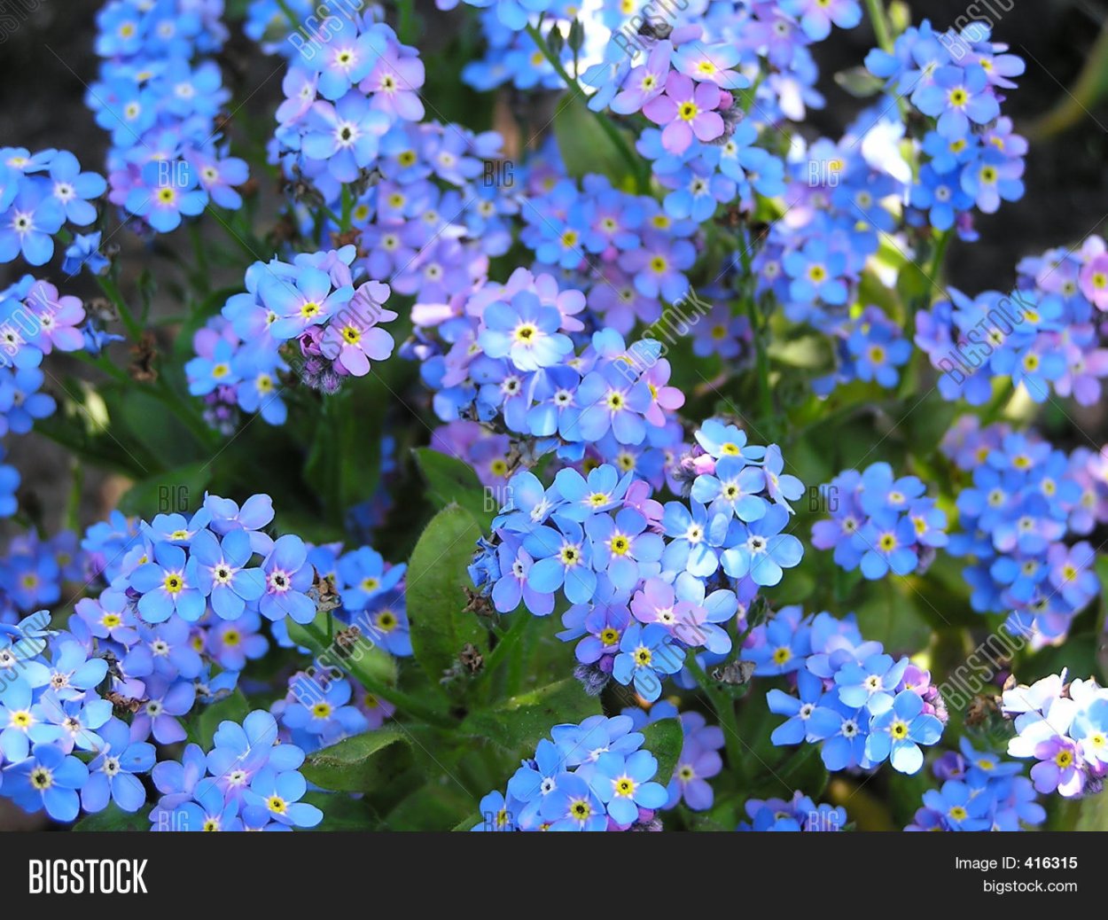 Незабудка Чекановского Myosotis czekanowskii