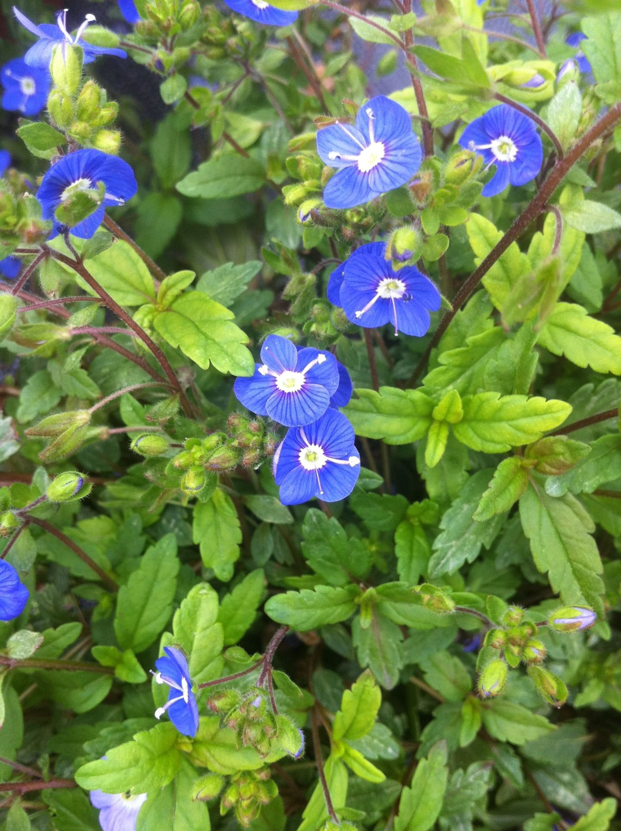 Вероника карликовая синяя фл