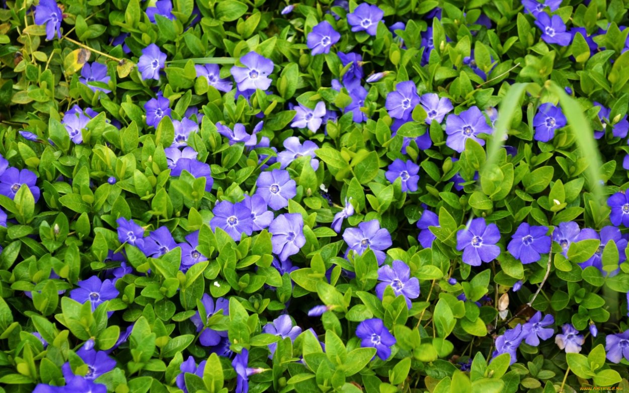 Барвинок полевой