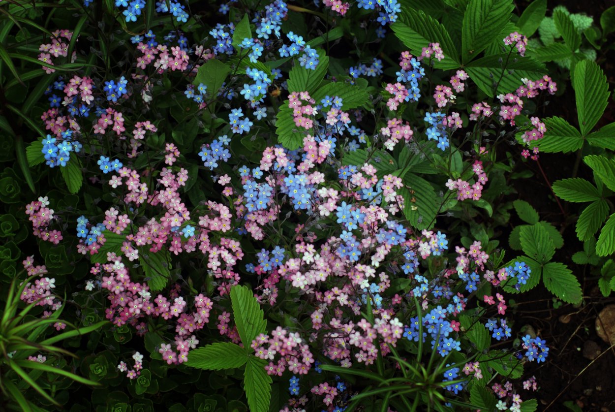 Незабудка Альпийская Виктори Роуз