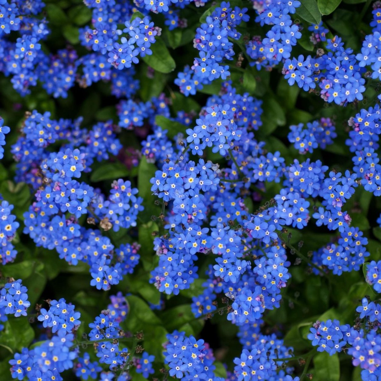 Незабудка кустовая