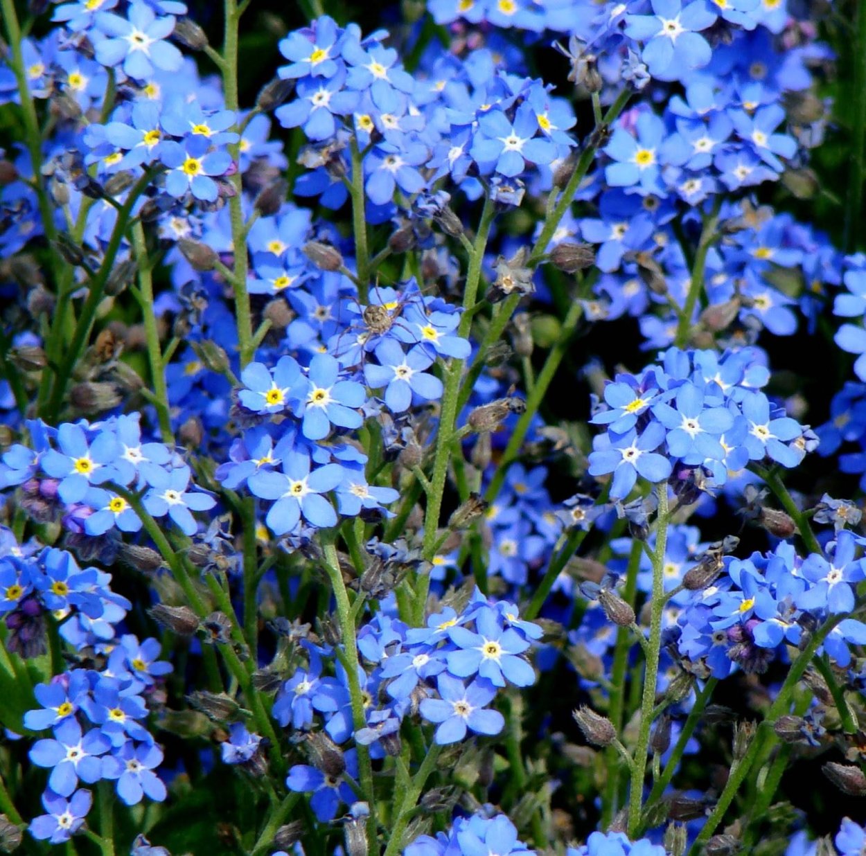 Незабудка Лесная Myosotis sylvatica