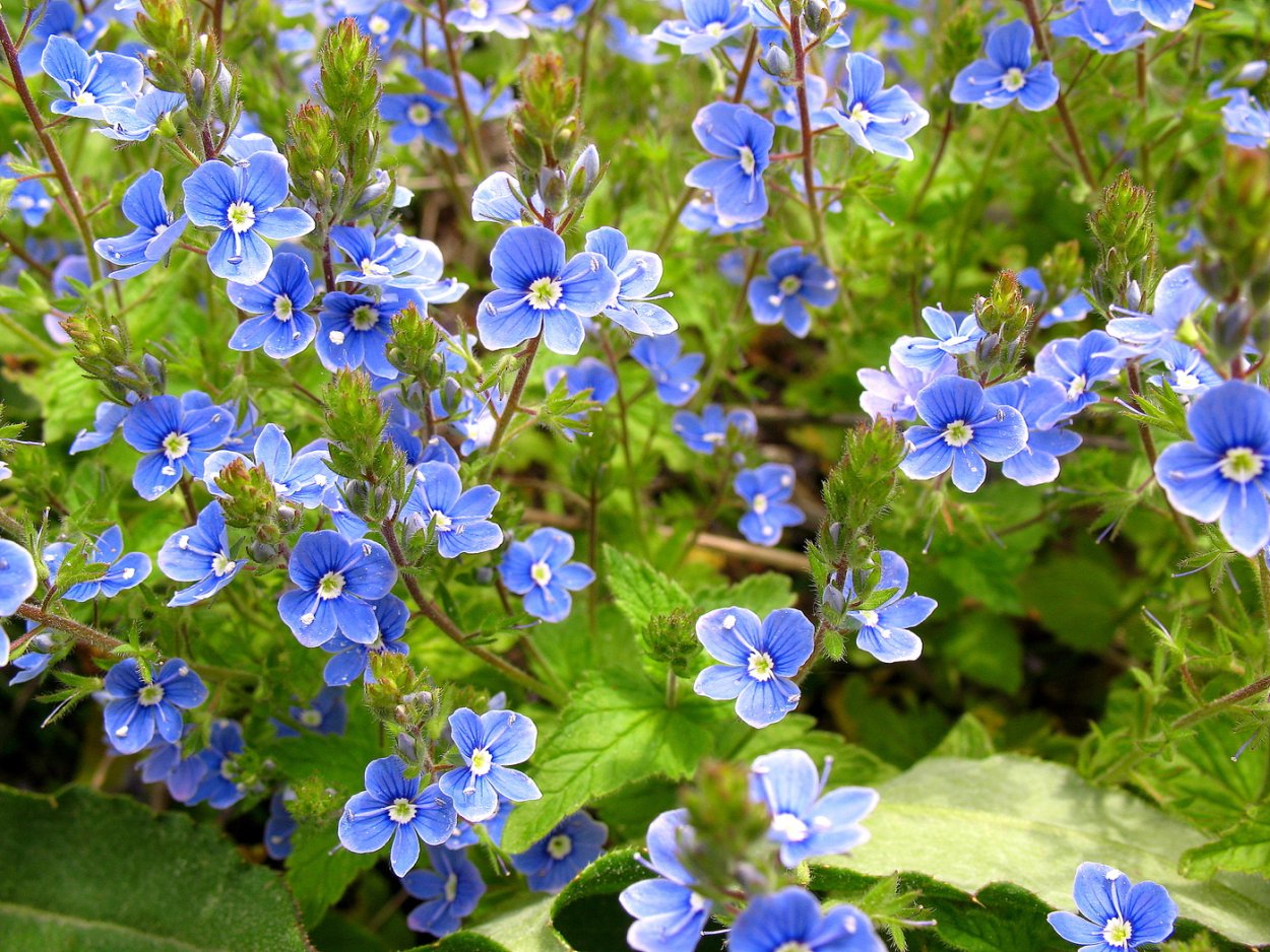 Трава Вероника Дубравная