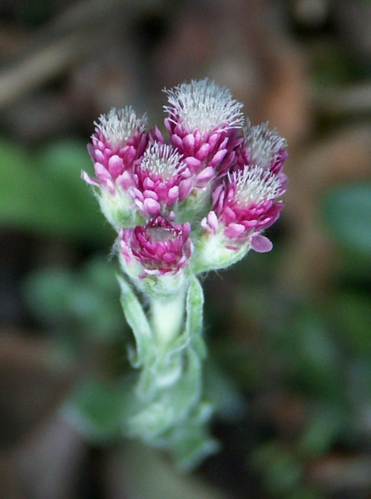 Лапка растение. Кошачья лапка (Antennaria dioica). Антеннария двудомная. Антеннария двудомная Кошачья лапка. Антеннария двудомная Antennaria dioica.