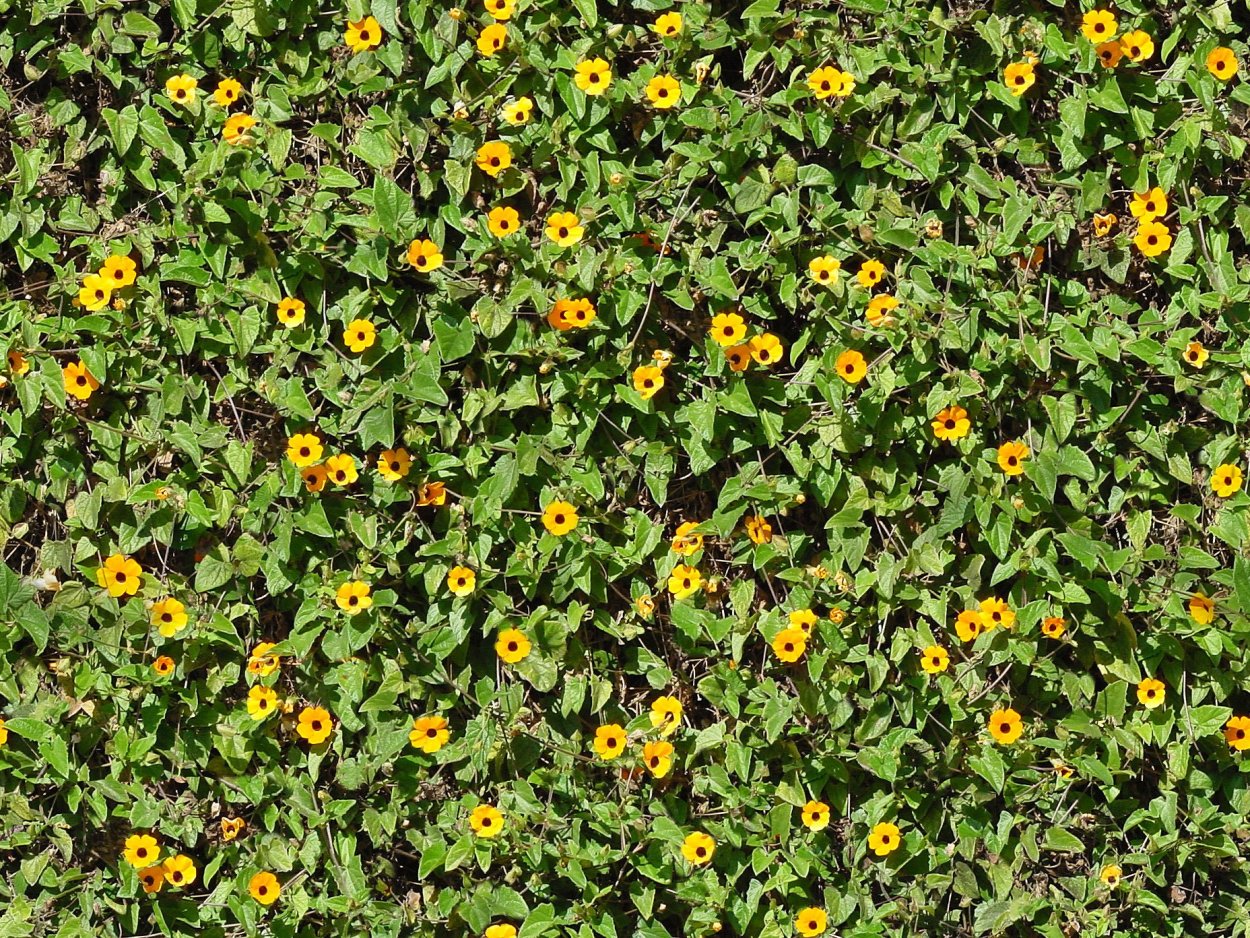 Трава с желтыми цветочками