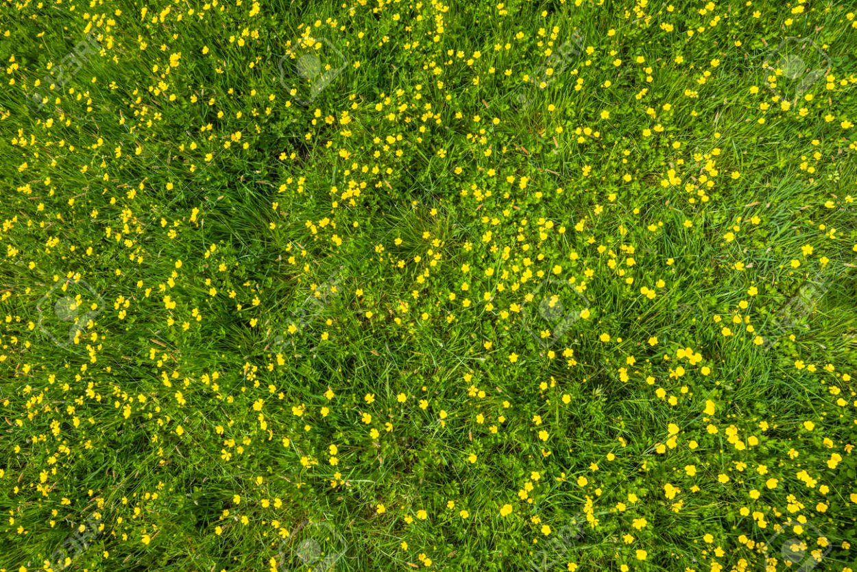 Желтая трава вид сверху