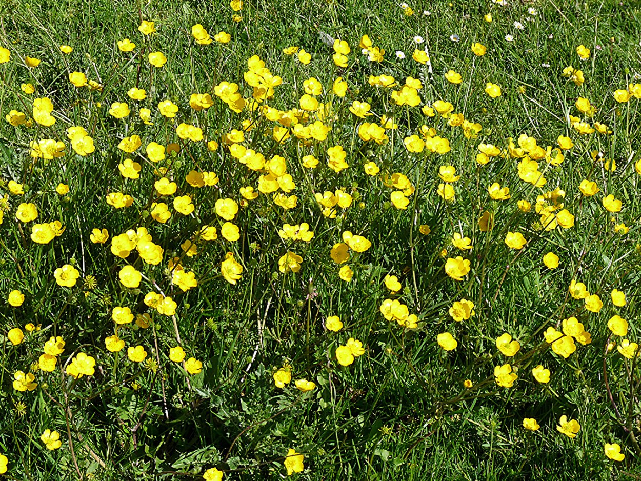 Газонная трава Лютик