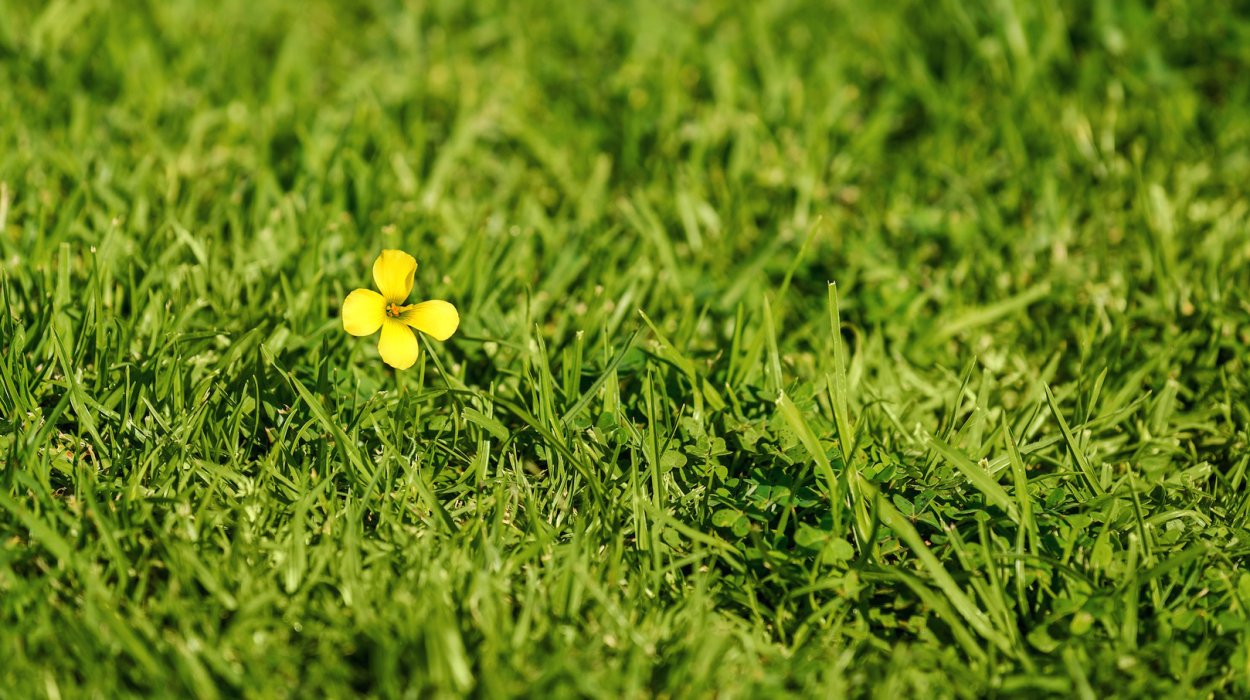 Маленький желтый цветок на газонной траве