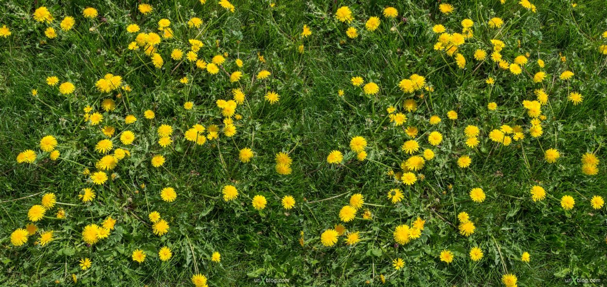 Зеленая трава