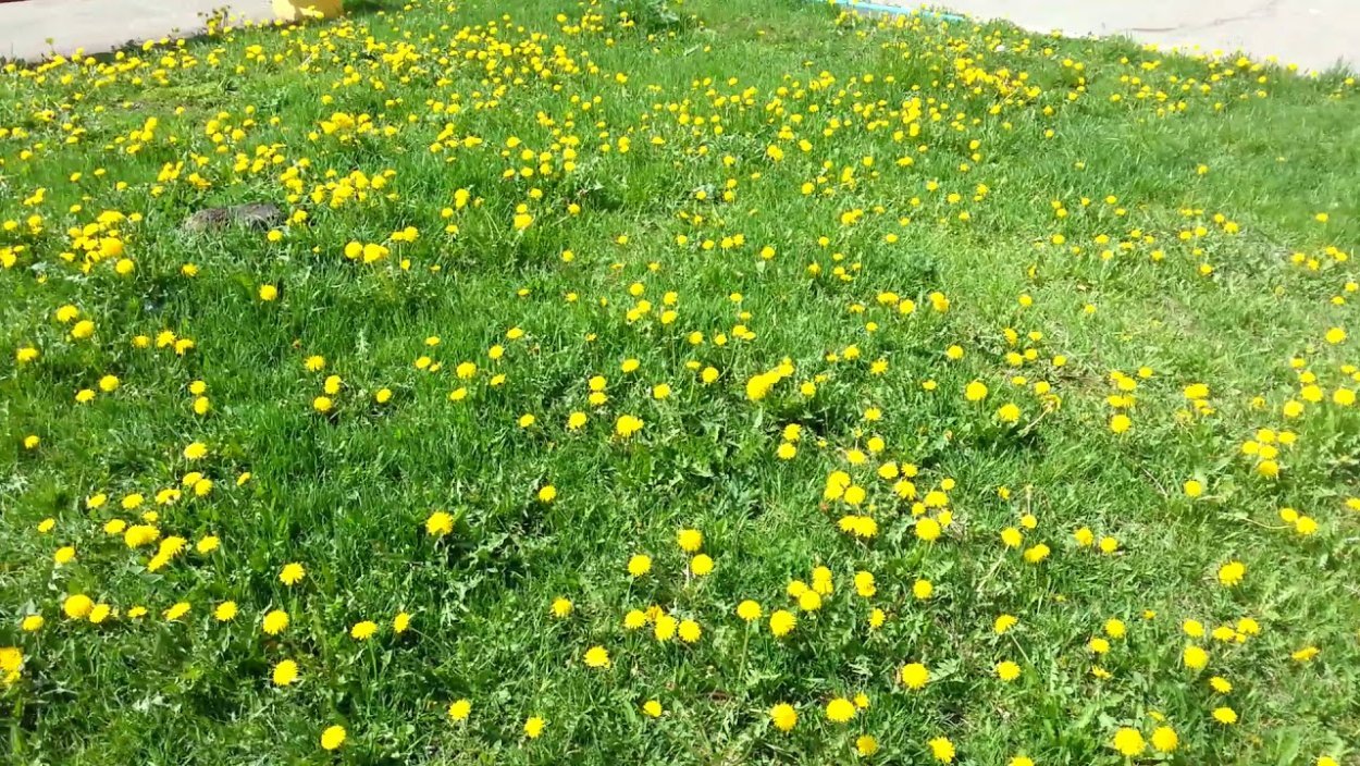 Газонная трава с желтыми цветочками