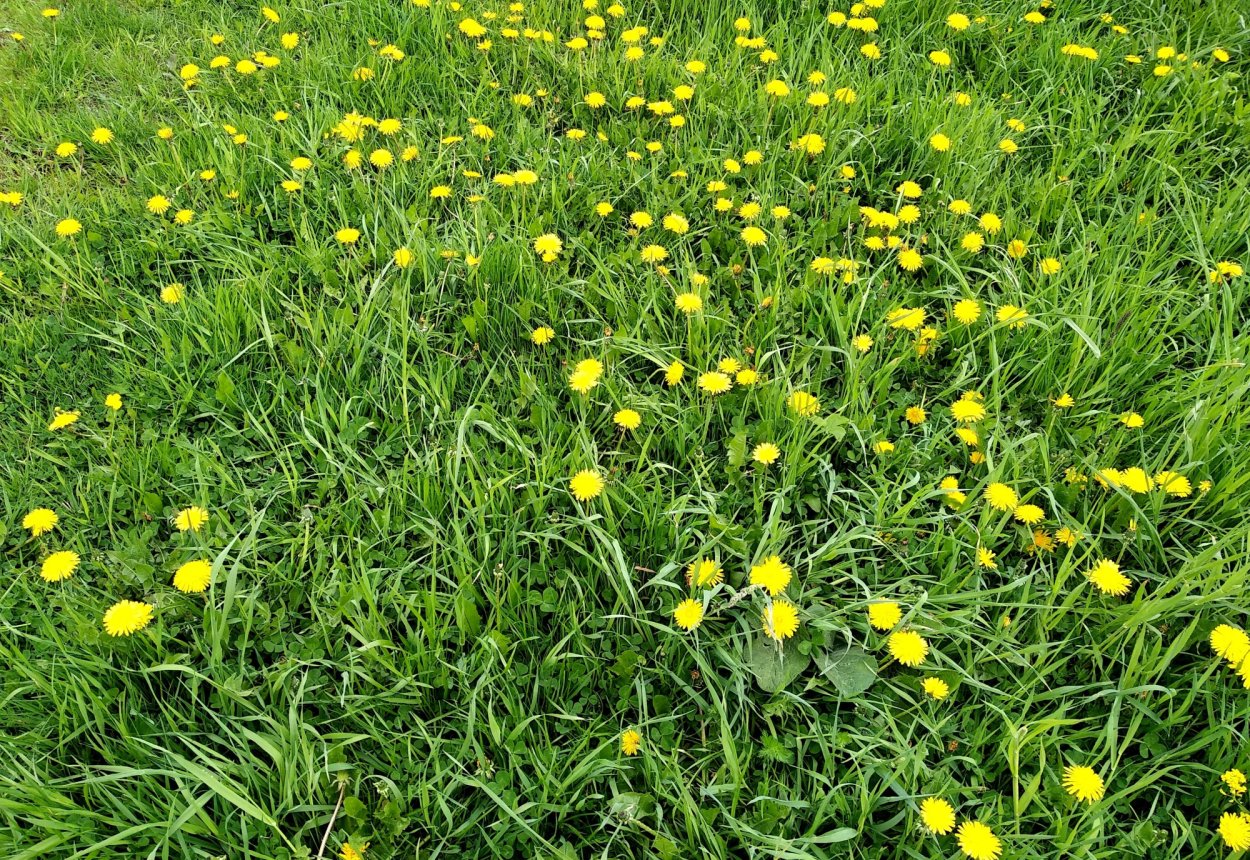 Луговые высокотравные газоны