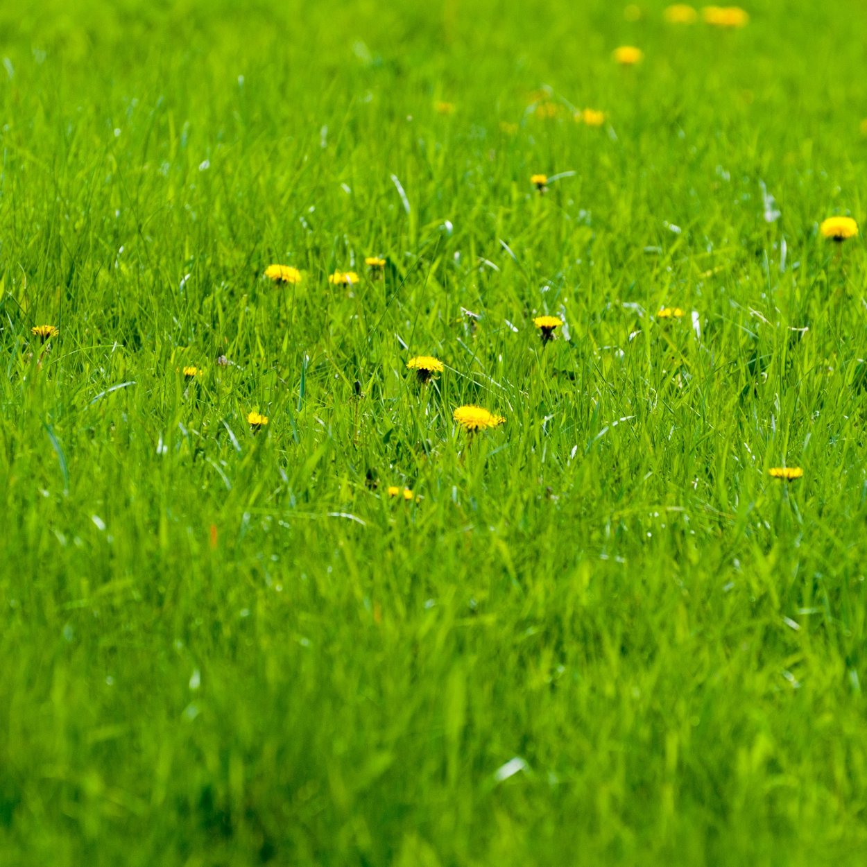 Кислица Огородная сорняк