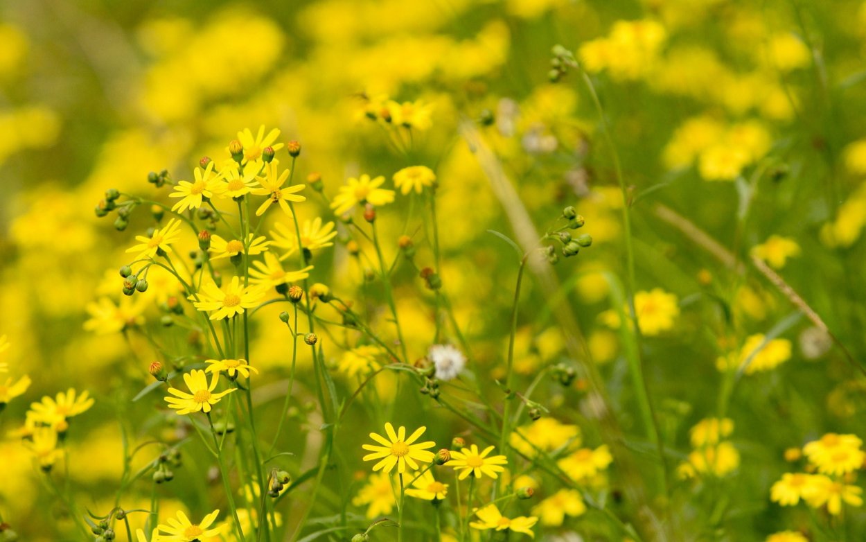 Трава вид сверху