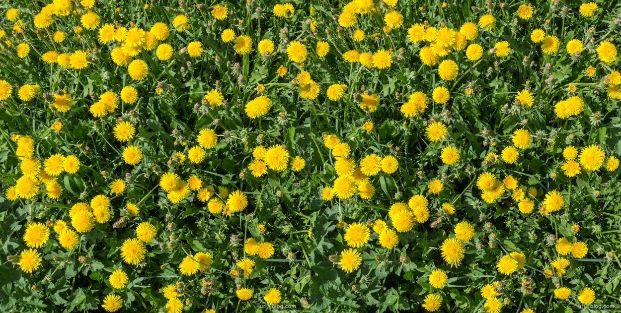 Весенние Луга