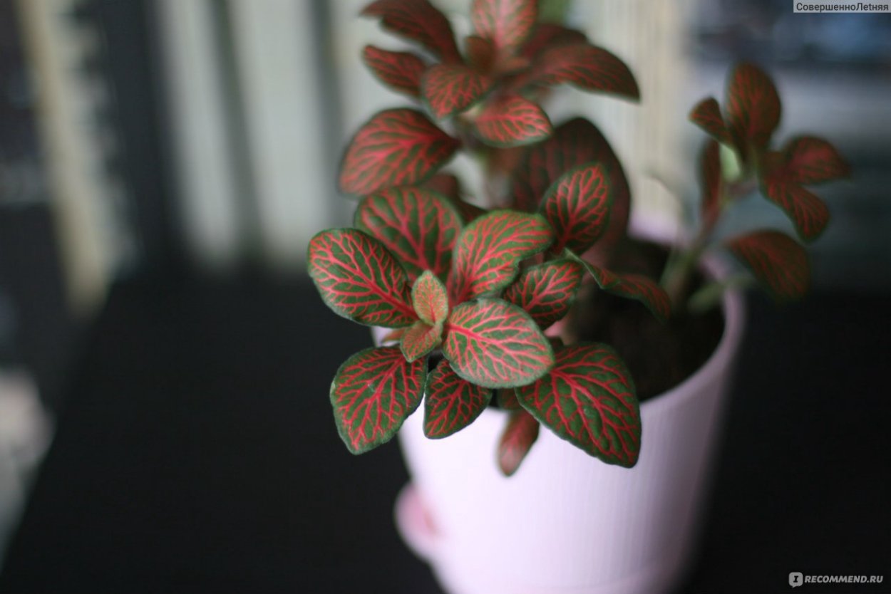 Маранта и фиттония