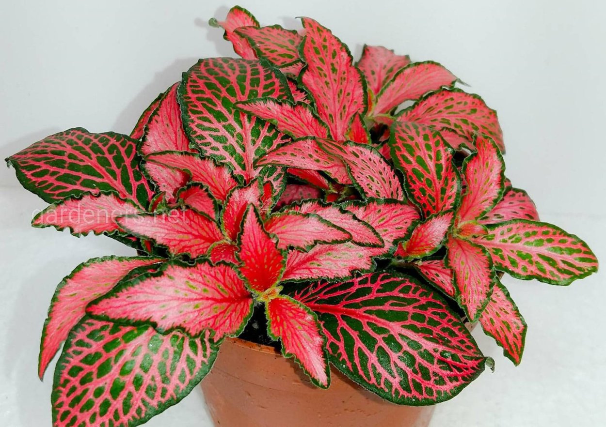 Фиттония Персей