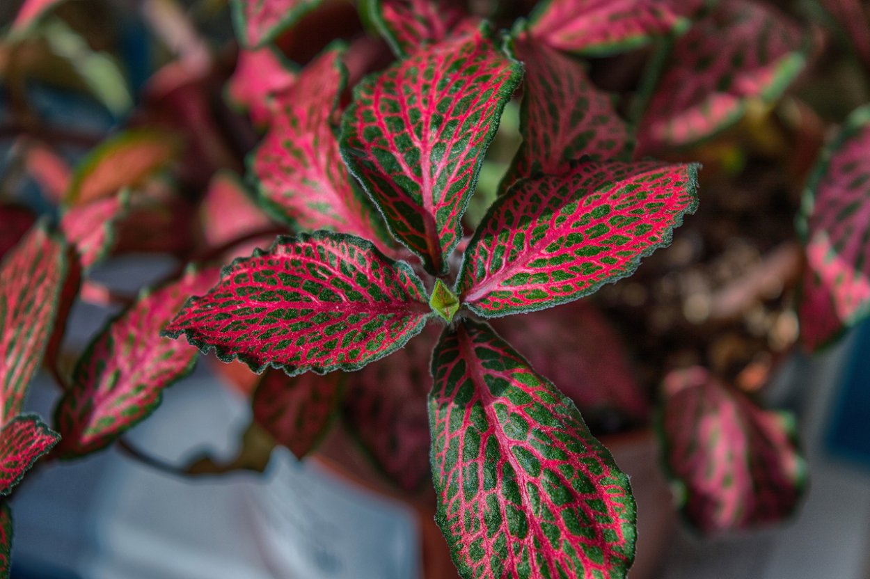 Пинк Эстетик