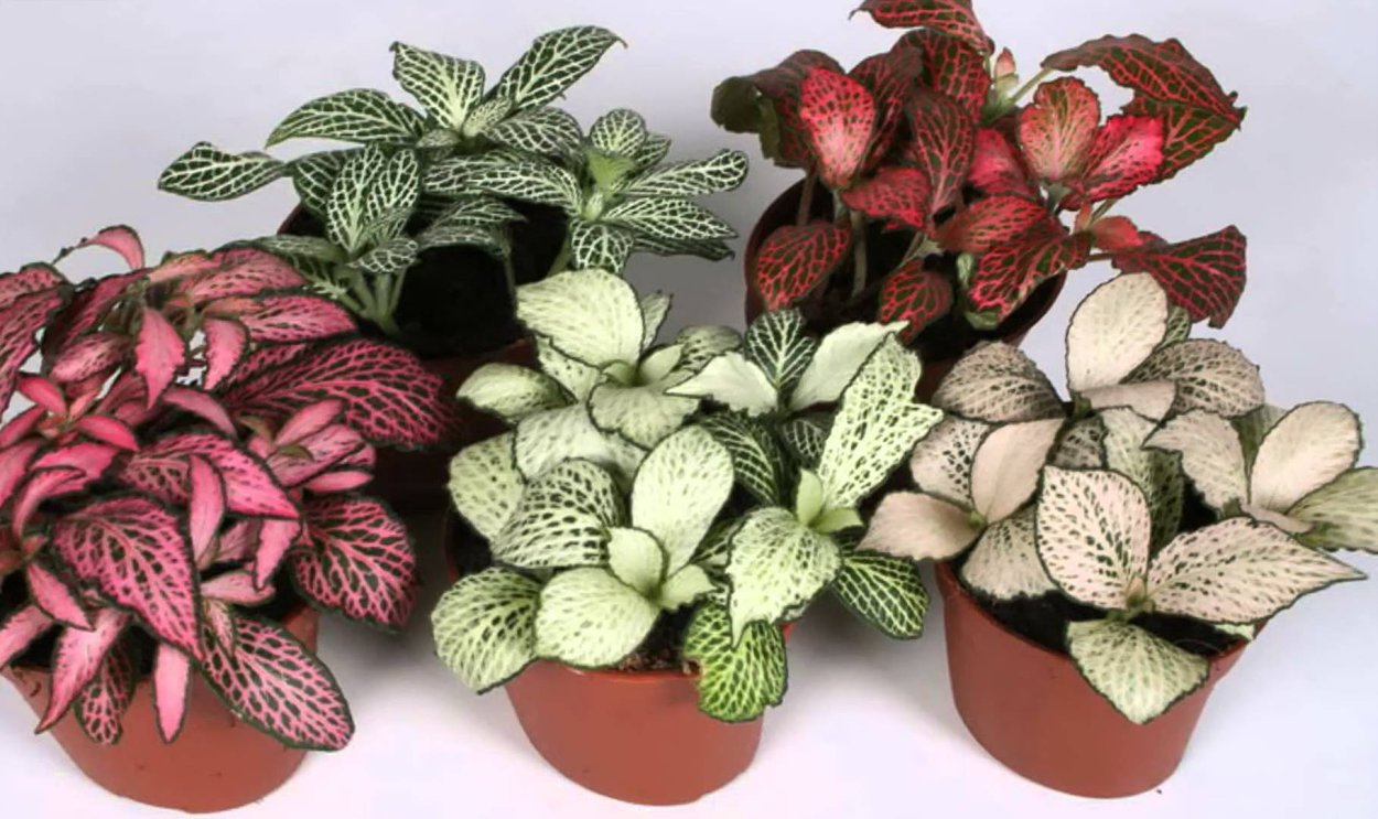 Комнатный цветок с красными листьями