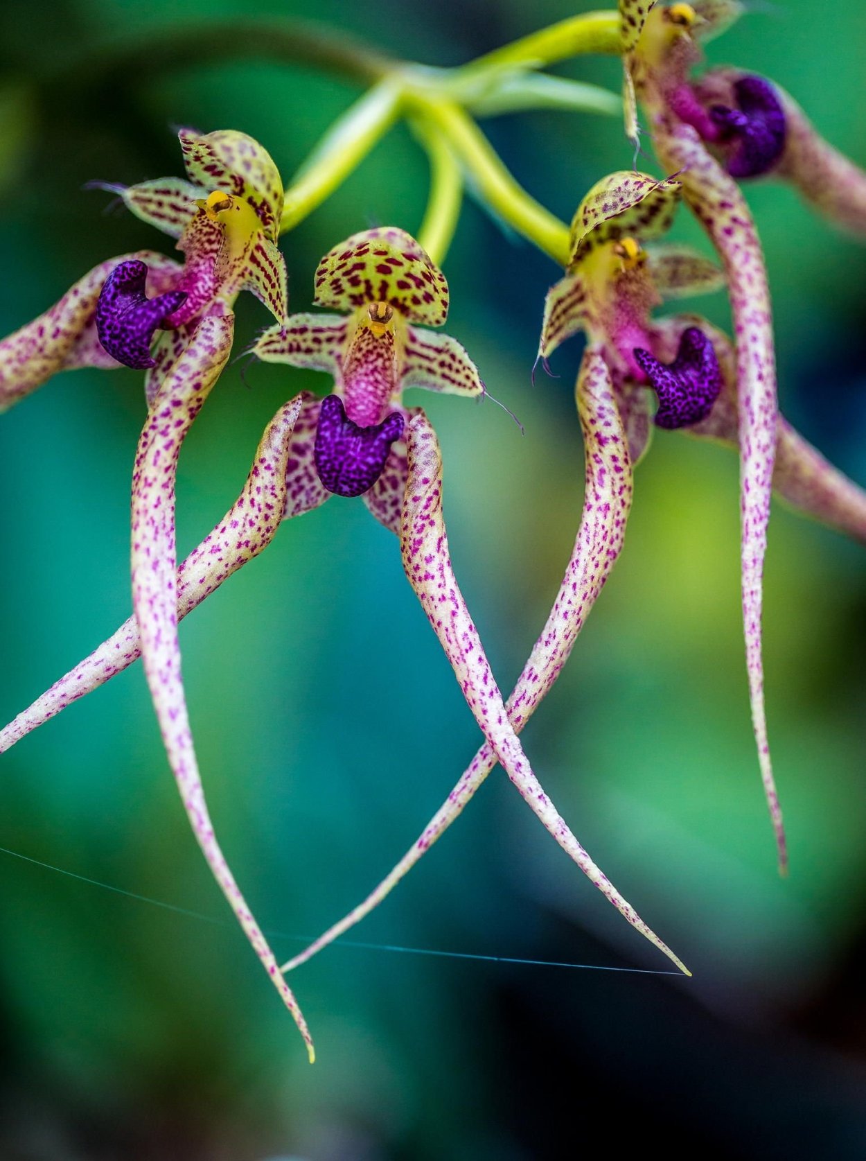 Caladenia melanema