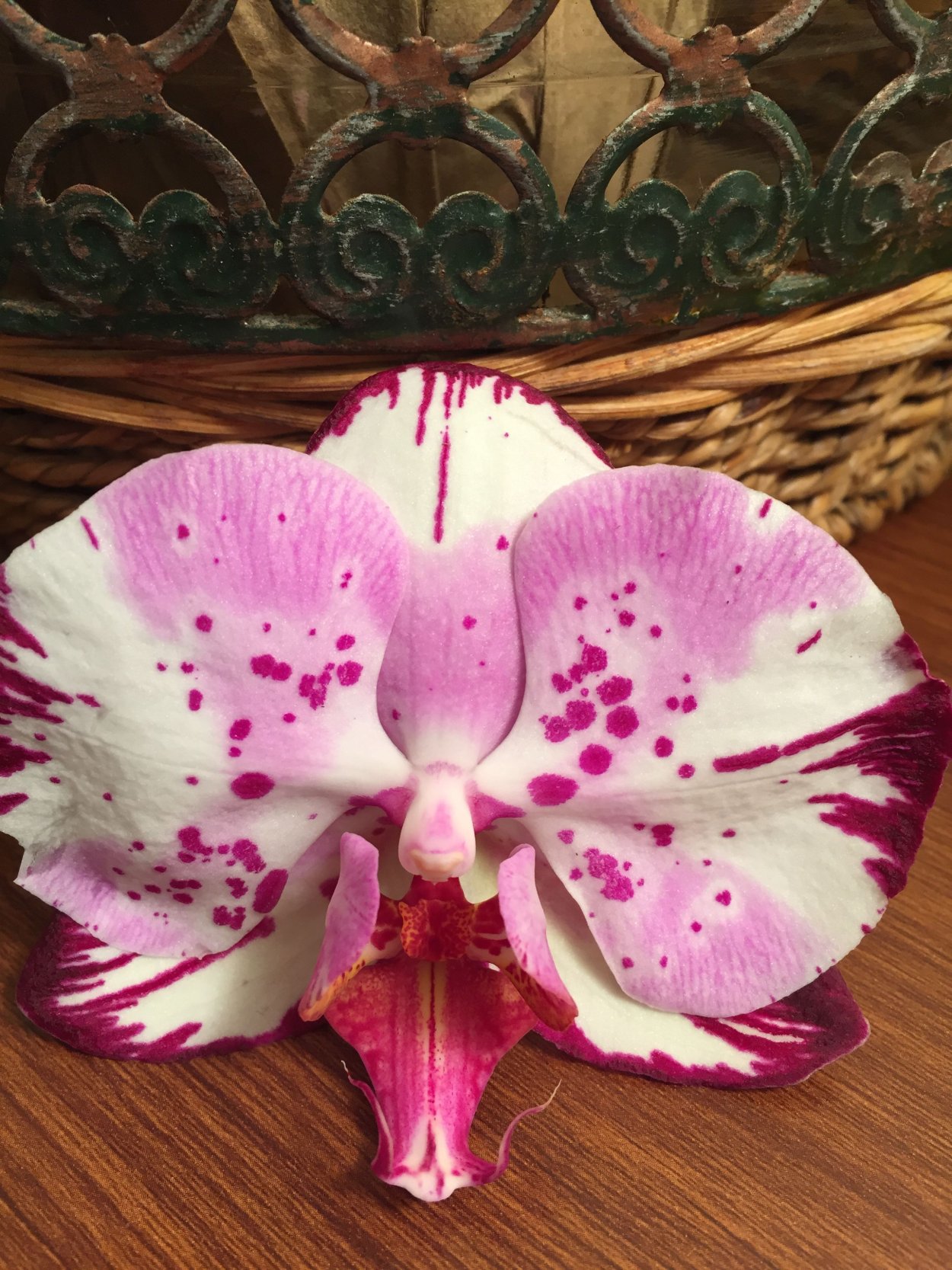Cattleya maxima concolor