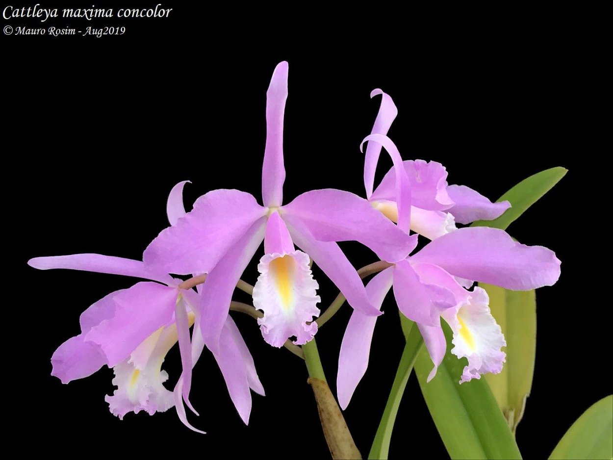 Орхидея балерина Caladenia melanema