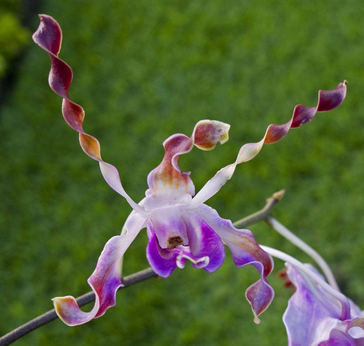 Ятрышник Обезьяний цветок