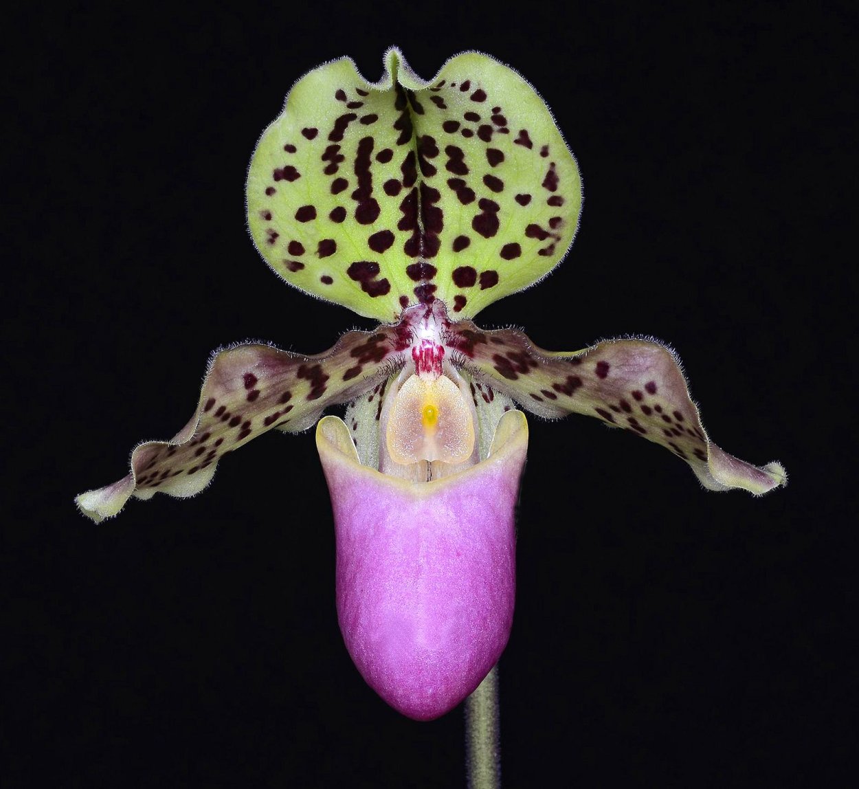 Орхидея Chiloglottis