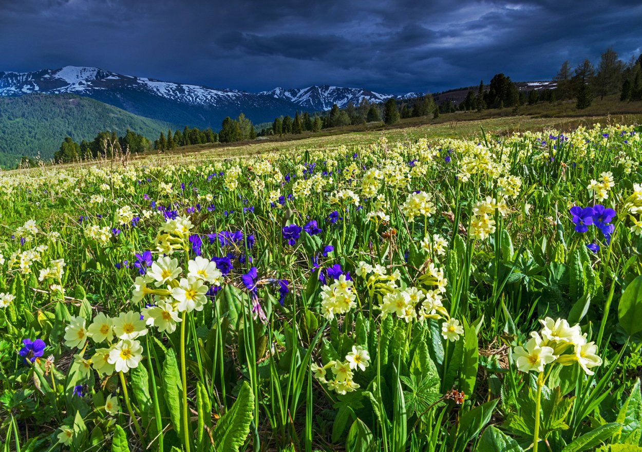 Барнаул горы Алтая