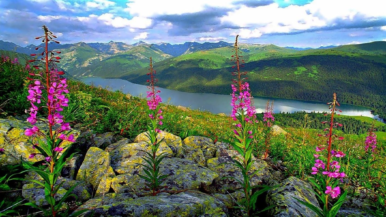 Кипрей Алтайский