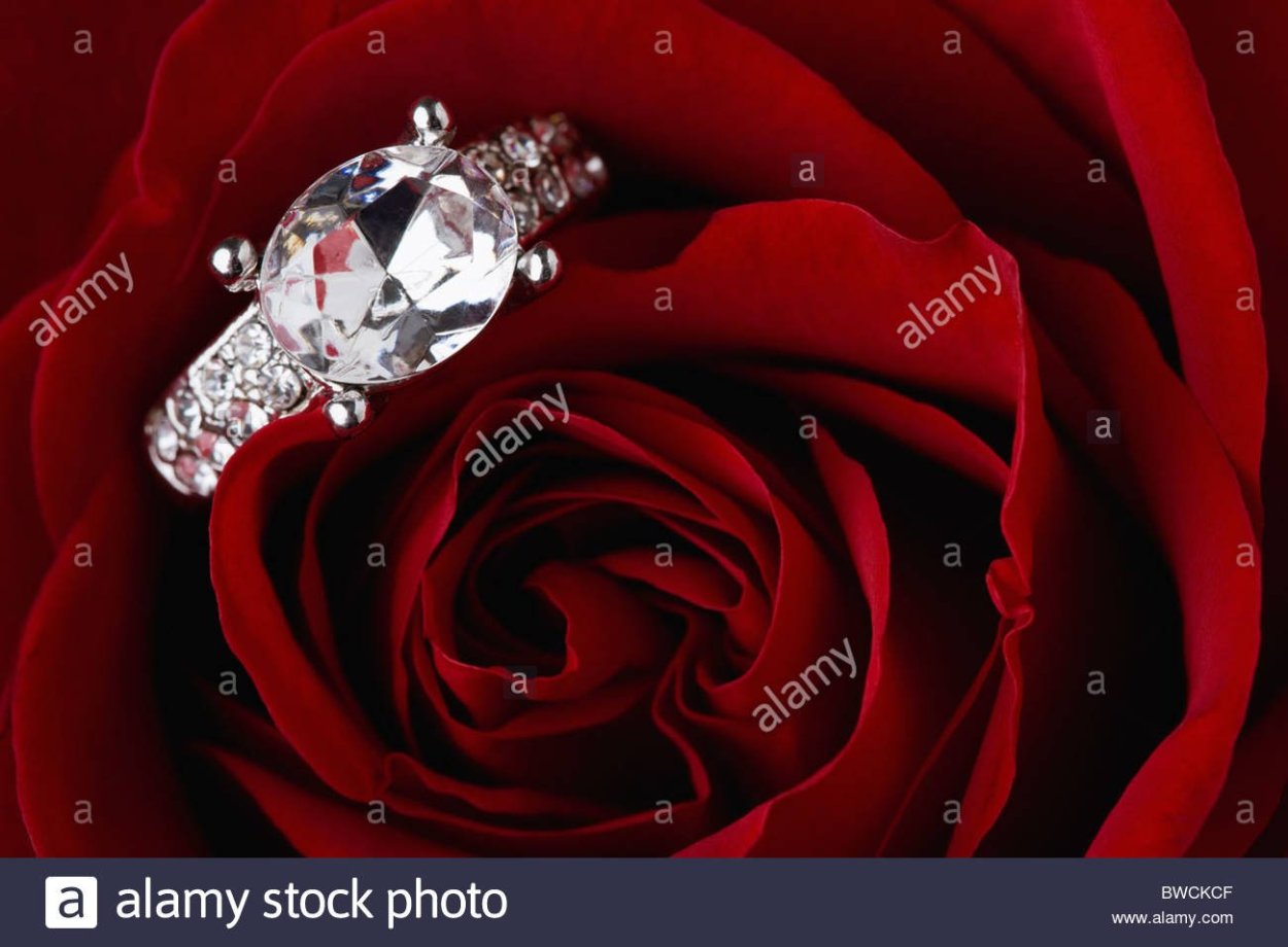 Роза бриллиант