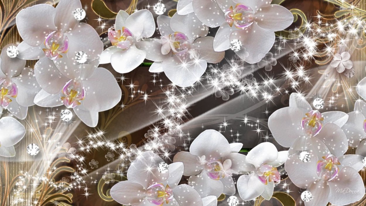 Фон из орхидей