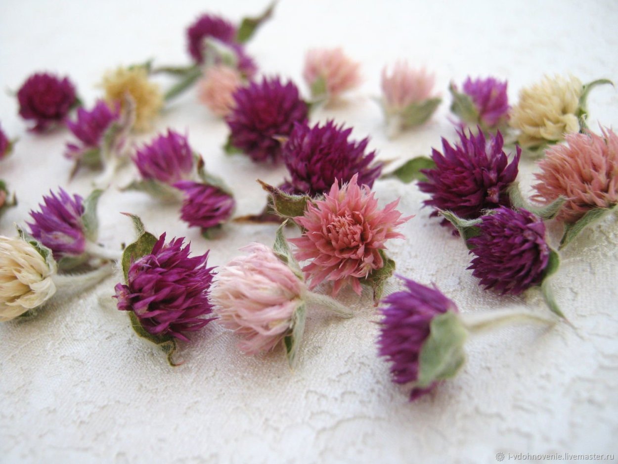 Гомфрена сухоцвет