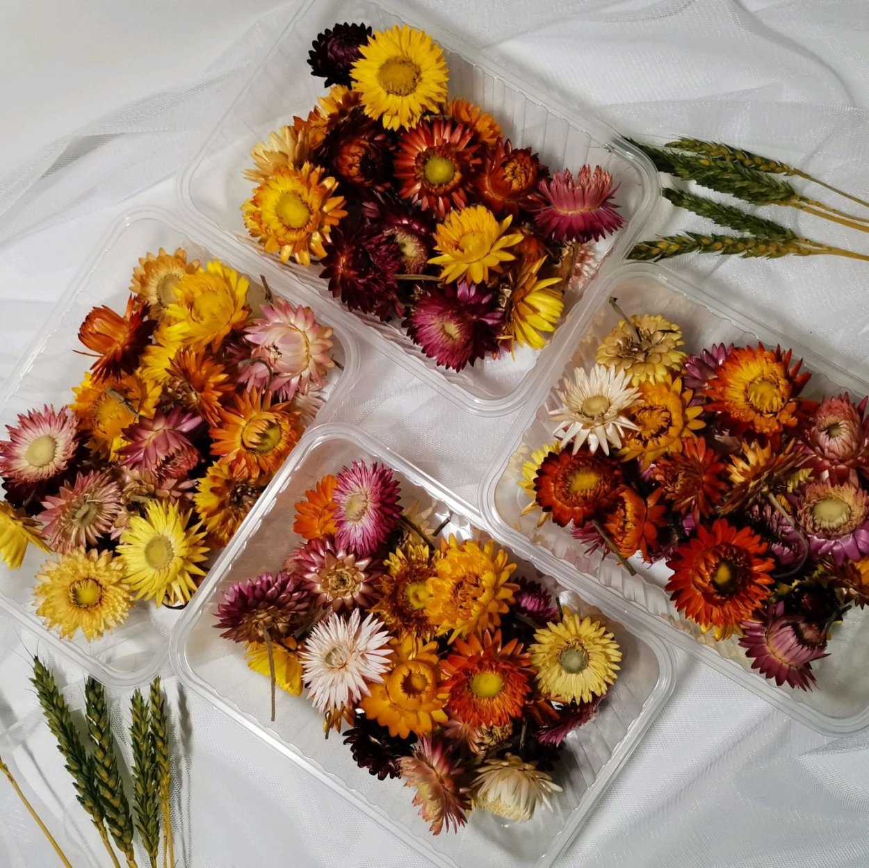 Цветы хризантемы с сухоцветами