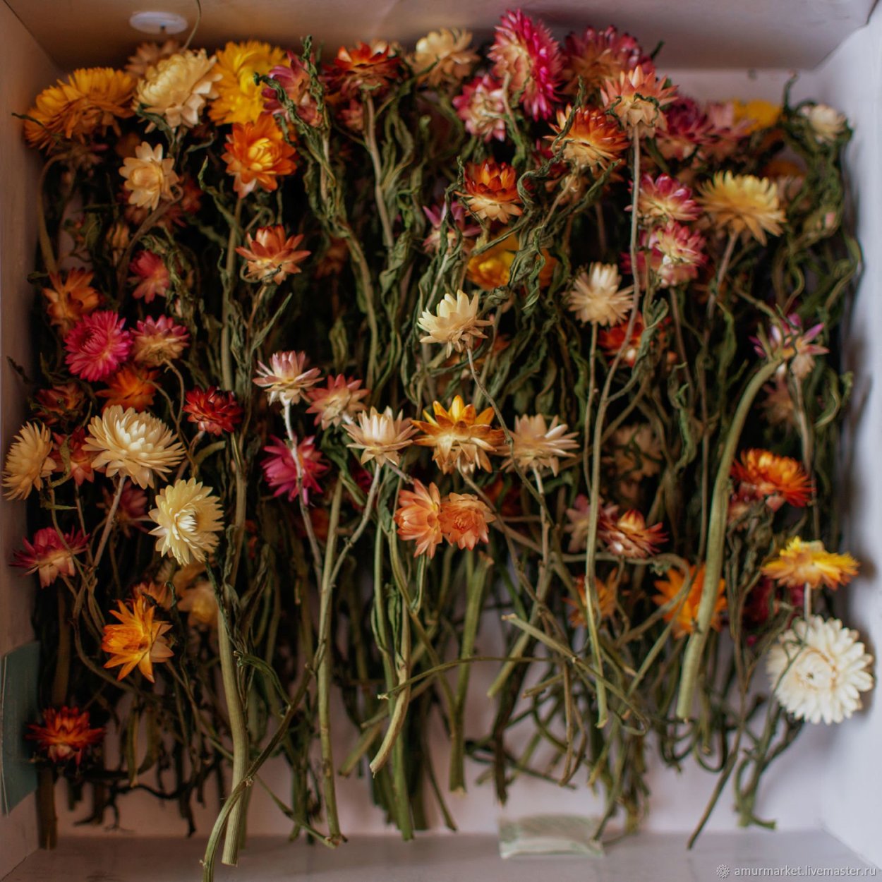 Картамус сухоцвет