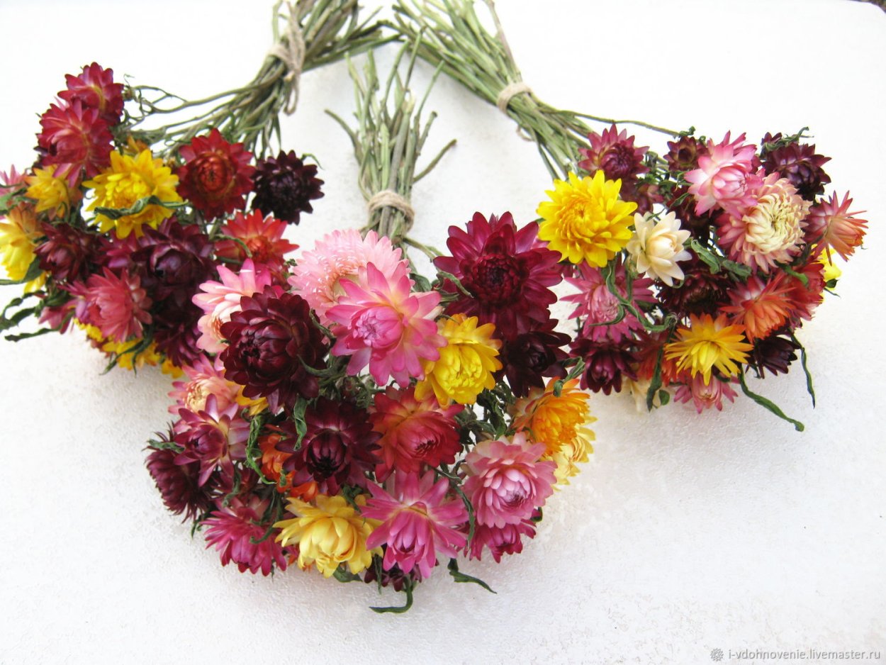 Гелихризум бессмертник сухоцветы