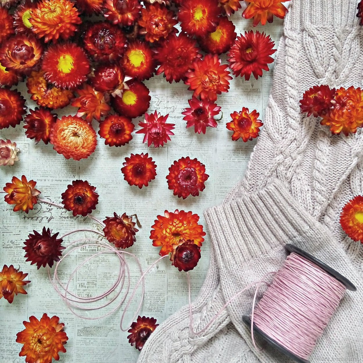 Гелихризум бессмертник сухоцветы