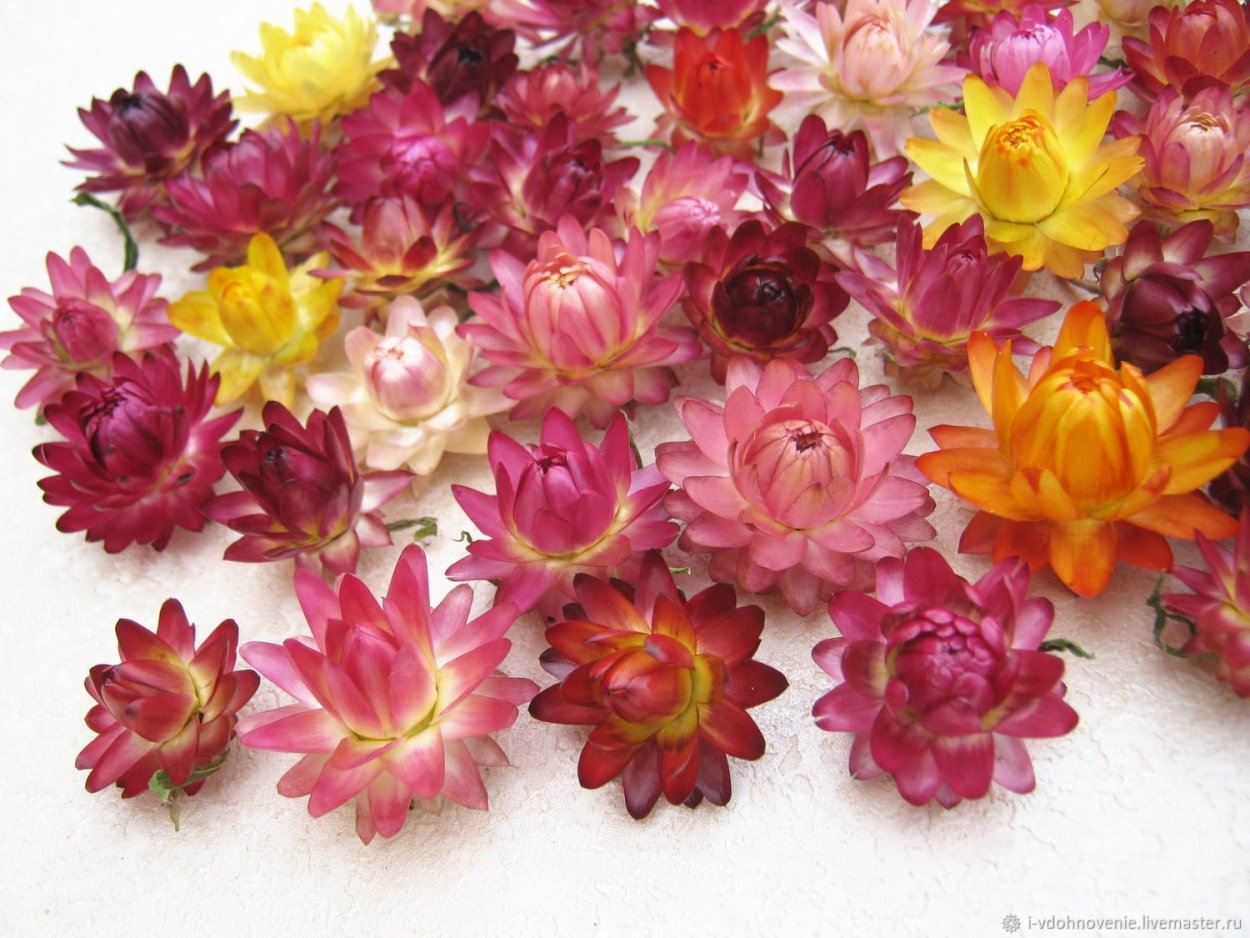 Гелихризум бессмертник сухоцветы