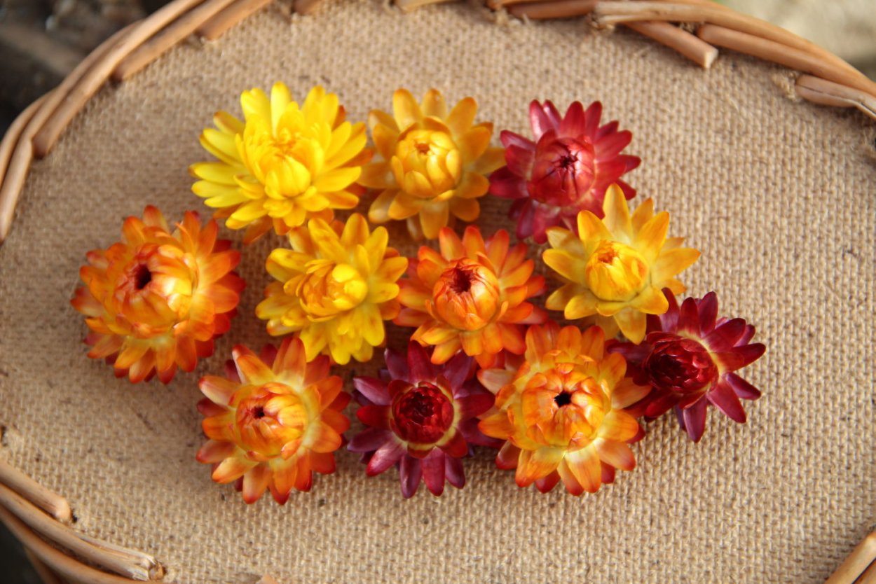 Гелихризум каплюмен сухоцвет